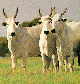 Adenomyosis cattle