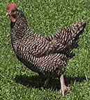 chickens with adenomyosis